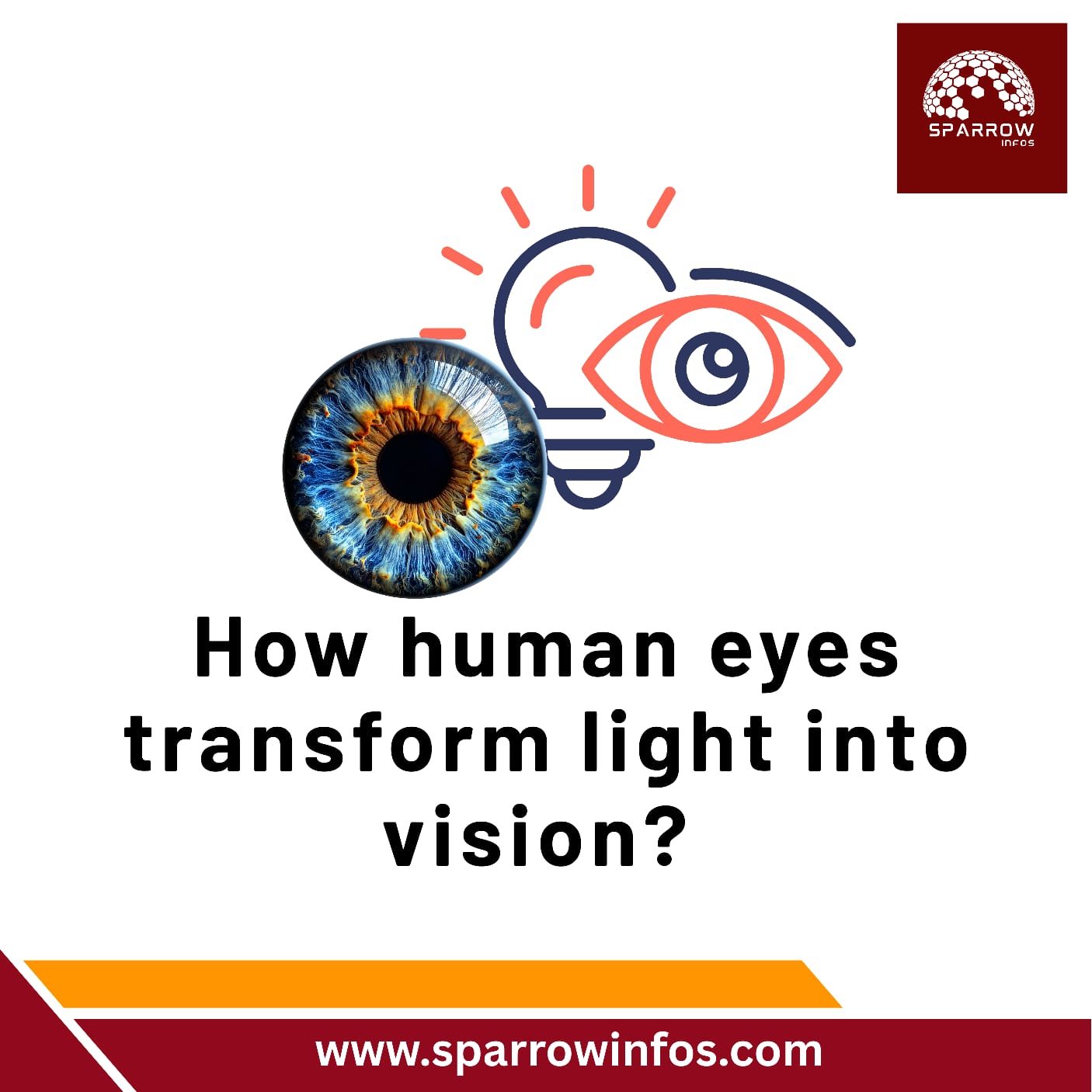 How human Eyes transform light into vision